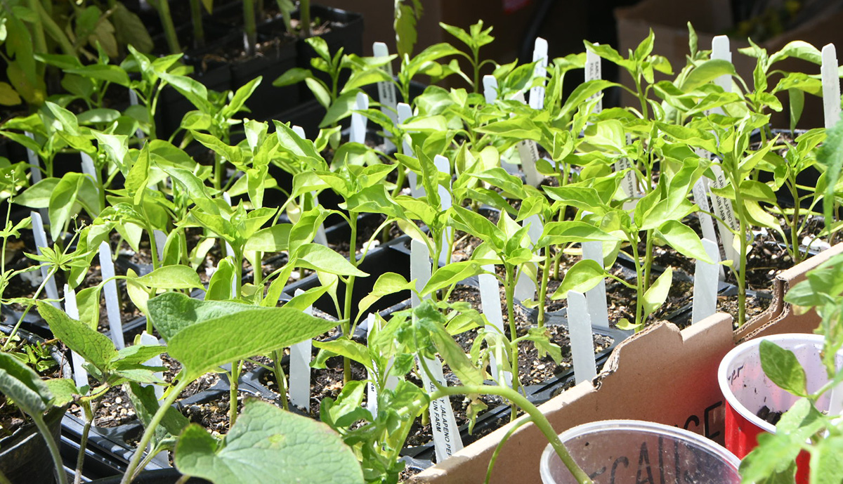 Close up photo of rows of Pepper starts with white stick with plant description and Full Sun Farm logo. Toward the front of the photo 4-5 large square leafs frame the image. 
Trimming the right  side of the frame, is the row of red dixie cups with a small tomato start. 