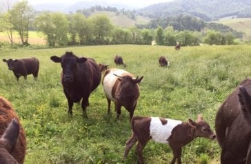Cows on farm