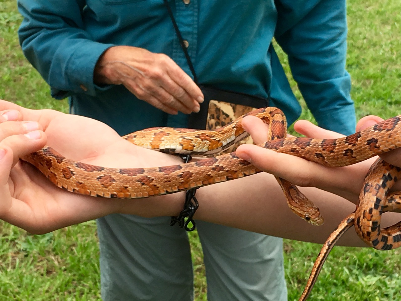 Snake being held
